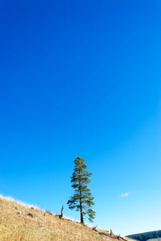 Lone pine tree standing on a hill in Yellowstone National Park
