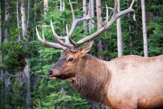 Portrait of an Elk in Yellowstone National Park