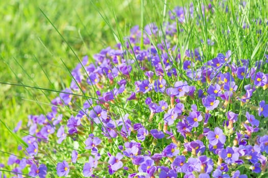 Tiny violet decorative flowers Aubrieta in sunshine ornamental garden stock photo with shallow DoF and selective focus