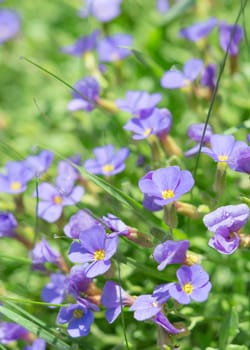 Summer blue flowers in fresh grass on sunny field. Vertical stock photo with selective focus point and shallow DoF.