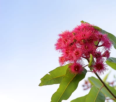 Australian Red flowering gum eucalyptus tree in bloom against blue sky background