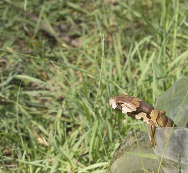 Australian native reptile - pink-tongued skink lizard - Cyclodomorphus gerrardii or now known as  Hemisphaeiodon gerrardii