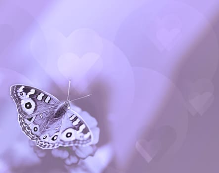 Butterfly with hearts on purple background for sympathy and symbol of life hope soul and resurrection