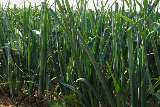 Large field with leeit in summer
