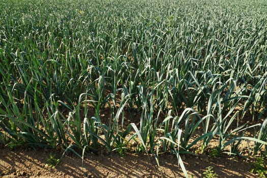 Large field with leeit in summer