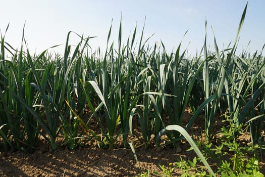 Large field with leeit in summer