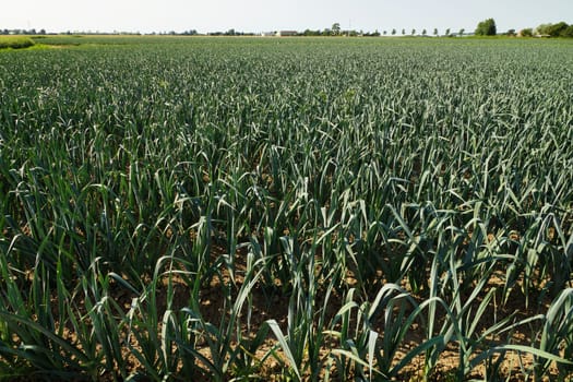 Large field with leeit in summer