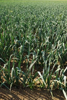 Large field with leeit in summer