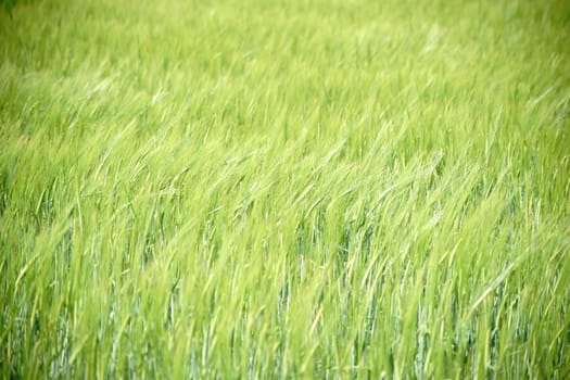 The fresh and green ears of grain and grannies of barley in a field s ling in the wind.