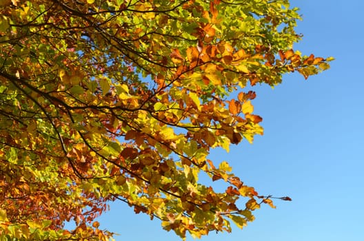 Deciduous trees in autumn