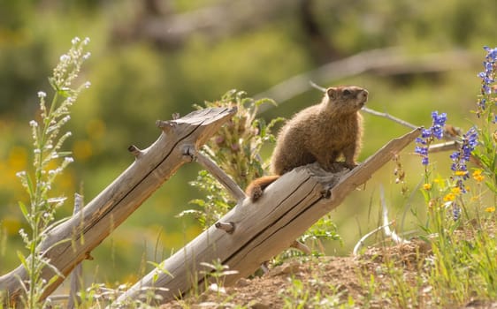 Marmot out from den looking around on a log