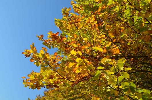 Deciduous trees in autumn