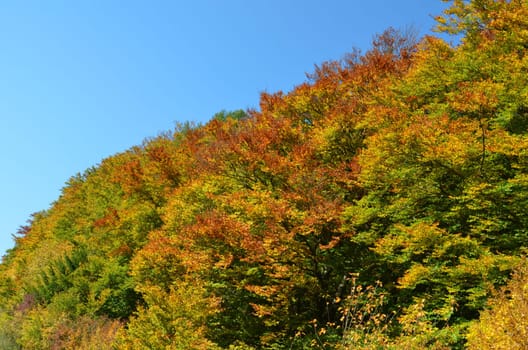 Deciduous trees in autumn