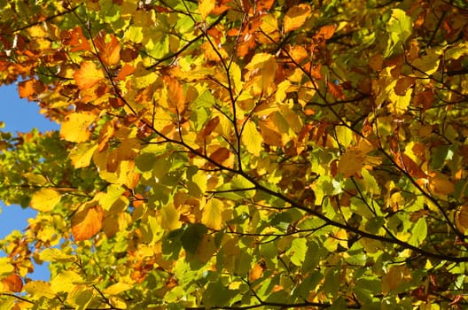 Deciduous trees in autumn