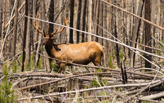 A large bull elk grazes alone in the rain at Yellowstone
