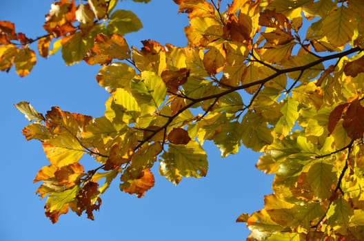 Deciduous trees in autumn