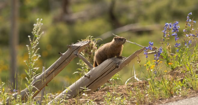 Marmot out from den looking around on a log