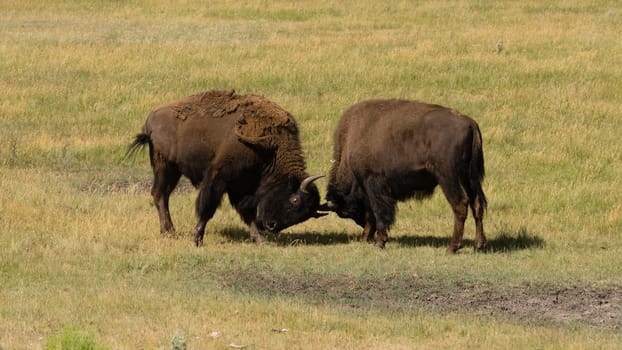 Two males square off trying to establish dominance and breeding rights