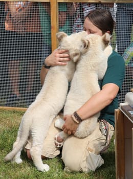Name baptism of white lion babies in the Magdeburg Zoo on July 26,2016
