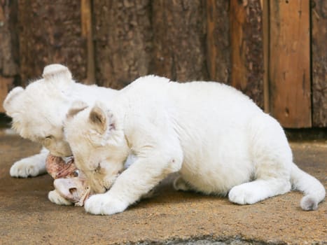 Name baptism of the white lion babies in the Magdeburg Zoo on July 26,2016