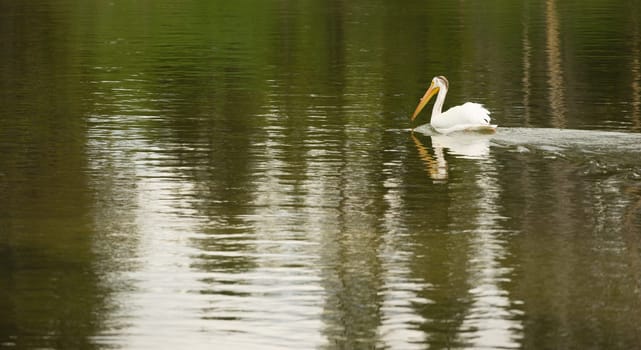 A Pelican makes way around the mouth of the Yellowstone River looking for food