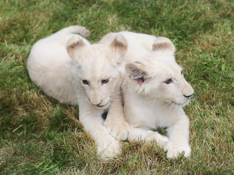 Name baptism of the white lion babies in the Magdeburg Zoo on July 26,2016