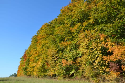 Deciduous trees in autumn