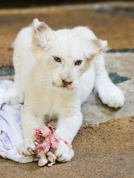 Name baptism of the white lion babies in the Magdeburg Zoo on July 26,2016