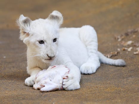 Name baptism of the white lion babies in the Magdeburg Zoo on July 26,2016