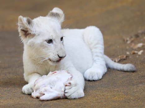 Name baptism of the white lion babies in the Magdeburg Zoo on July 26,2016