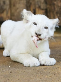 Name baptism of the white lion babies in the Magdeburg Zoo on July 26,2016