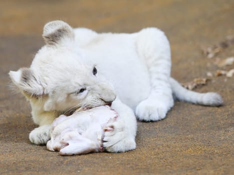 Name baptism of the white lion babies in the Magdeburg Zoo on July 26,2016