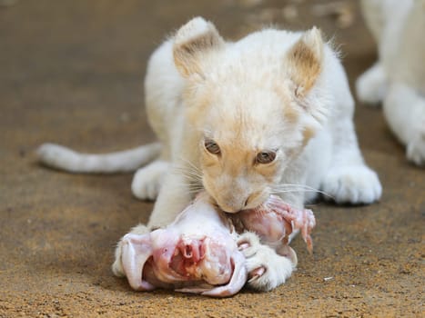 Name baptism of the white lion babies in the Magdeburg Zoo on July 26,2016