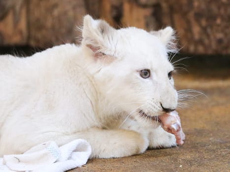 Name baptism of the white lion babies in the Magdeburg Zoo on July 26,2016