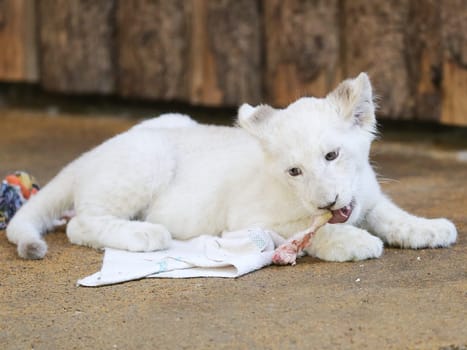 Name baptism of the white lion babies in the Magdeburg Zoo on July 26,2016