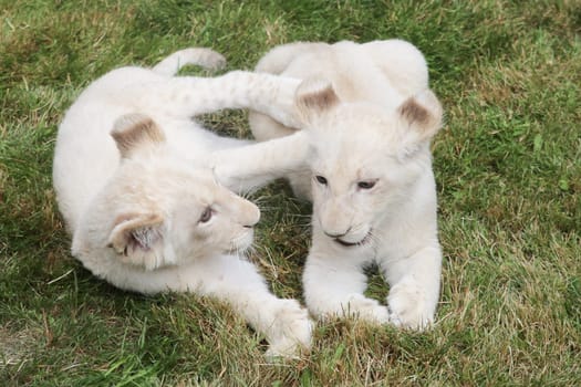 Name baptism of the white lion babies in the Magdeburg Zoo on July 26,2016