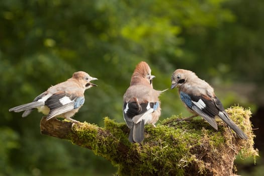 Jay bird family of three close up feeding on a moss covered log