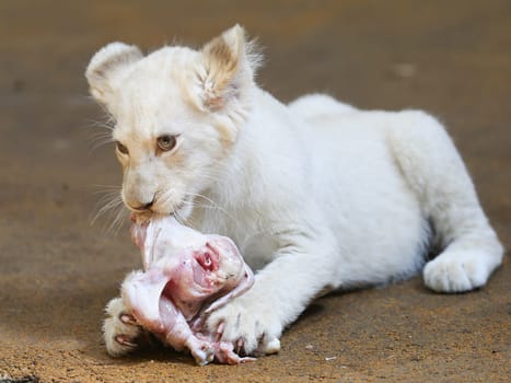 Name baptism of the white lion babies in the Magdeburg Zoo on July 26,2016