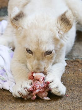 Name baptism of the white lion babies in the Magdeburg Zoo on July 26,2016