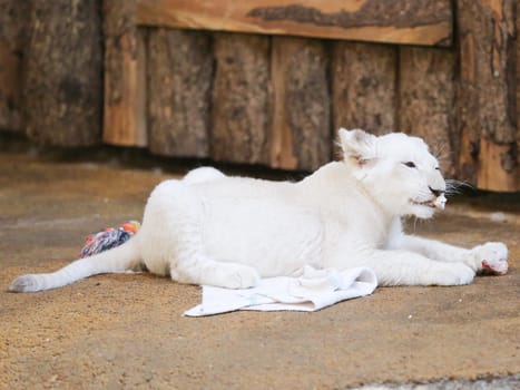 Name baptism of the white lion babies in the Magdeburg Zoo on July 26,2016