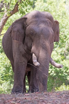 Domestic Elephant in the Forest in Bandhavgarh National Park in India