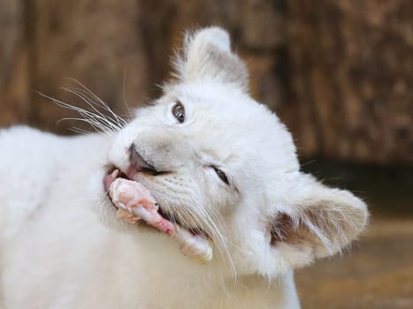 Name baptism of the white lion babies in the Magdeburg Zoo on July 26,2016