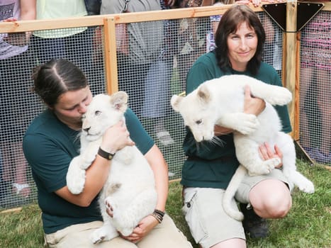 Name baptism of white lion babies in the Magdeburg Zoo on July 26,2016
