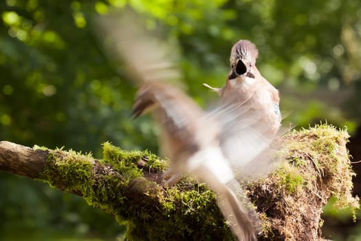 A shocked Jay bird startled when an incoming bird lands close by