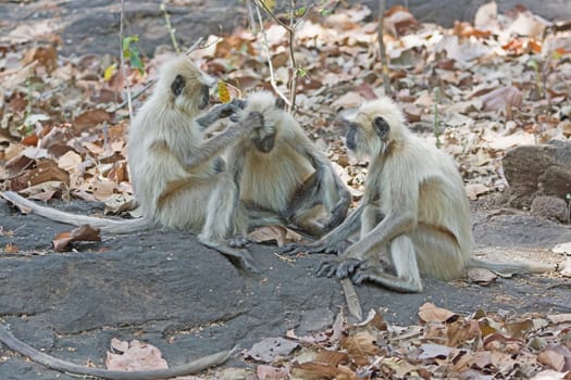 Langur Monkeys Grooming in the Forest in Bandhavgarh National Park in India