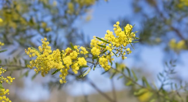 Australia Winter and spring bright yellow wildflowers Acacia fimbriata commonly known as the Fringed Wattle or Brisbane Golden Wattle