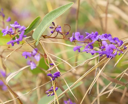Purple flowers of Australia native Sarsaparilla, an Australian winter wildflower vine Hardenbergia violacea