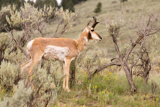 This Pronghorn is content to wonder around eating plants in midday sun