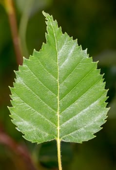Kamchatka Birch Leaf close up.