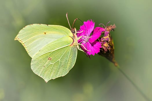 Lemon butterfly female on Karthäusernelke